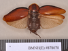 Phoraspis blanchardi Hebard, 1929: Holotype, male, dorsal. BMNH(E)#878070. (Otu).