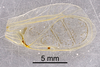 CollectionObject 1523108; b57afcf4-05fa-4197-af9d-3b5c8bcace13: Male, forewing (holotype). (CollectionObject).