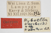 CollectionObject 1479724; 535e4cf3-6540-4e4e-81dd-097c04d52320: labels (syntype). (CollectionObject).