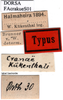 CollectionObject 1505380; baf8d91f-1fe7-4e41-8778-f60797d47bfd: labels (syntype). (CollectionObject).