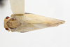 Habitus, dorsal view on Antillormenis martinicensis Fennah, 1947: (Observation).