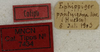 CollectionObject 1535965; b8ab2f38-55d4-41ee-a95c-f8408aac73e9: labels (paralectotype). (CollectionObject).