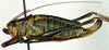 CollectionObject 1502417; 237fb0d0-079f-4dba-a6ef-2a745a08d0bb: female (allotype of Poecilimon richteri). (CollectionObject).