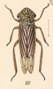Habitus, dorsal view: !! display not done !! on Cuerna lateralis (Fabricius, 1798) now Cuerna costalis (Fabricius, 1803): (Observation).