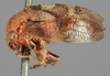 Habitus, lateral view on Cyrtolobus pallidifrontis (Emmons, 1855): (Observation).