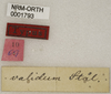CollectionObject 1530611; 75b9f494-bc18-4816-9ec7-cc3fc931d795: labels (holotype). (CollectionObject).
