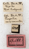 CollectionObject 1576501; NMW 17180, e5e2f53e-3acc-4498-8166-4f0c0ab6ddc9: labels. (CollectionObject).