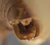 CollectionObject 1505870; e7a7707e-659d-44be-866c-bd957e5e5b60: male cerci (holotype). (CollectionObject).