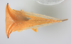 Habitus, dorsal view: !! display not done !! on Stictolobus arcuatus Caldwell, 1949: (Observation).