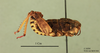 Nocaracris citripes flavitarsis: Nocaracris citripes (Uvarov, 1949): male, lateral view (holotype). (Otu).