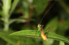 brachypterous male (Brazil, Pantanal, 2015). Depicts CollectionObject 1578692; e953ffff-b353-47fc-b357-a46a65c3425e, a CollectionObject.