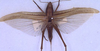 CollectionObject 1516858; 9b886afe-a4af-4014-9998-fe0ca499167b: female, dorsal view (holotype). (CollectionObject).