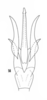 Aedeagus, ventral view on Cumora (Cumora) parallelocornis inaequalis (Linnavuori & DeLong, 1979): (Observation).