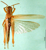 CollectionObject 1501263; a8d94a16-97fb-4798-8a57-77d5eb7f3a25: male, dorsal view (holotype). (CollectionObject).