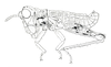 Atopotettix megalocephalus Brown, 1970: Fig. 38. male habitus. (Otu).