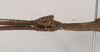 CollectionObject 1559597; NHMUK(SF IMPORT DUPLICATE) 844776, 5dfd6bd7-3ce4-48d0-8a44-fea50261d7ab: copyright Natural History Museum, London. male: head, lateral view (paratype). (CollectionObject).