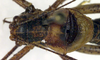 CollectionObject 1500671; 0e378116-1106-48e8-8d35-788bf6bad3d2: male, head, pronotum and tegmina, dorsal view (holotype of Poecilimon richteri). (CollectionObject).