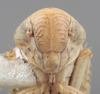 Head on Athysanella (Gladionura) curtipennis (Gillette & Baker, 1895): Head. (Observation).