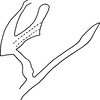 Aedeagus, lateral view on Anufrievia drepanoides Lin & Zhang, 2021: (Observation).