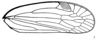 Forewing on Caravellita saccibuccis (Emeljanov, 2007): (Observation).