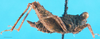 CollectionObject 1500829; 2cf000f7-7819-4d79-b928-896a82f3f2b2: female, lateral view (holotype). (CollectionObject).