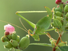 Leptophyes punctatissima (Bosc, 1792): female (Poland, Poznan). (Otu).