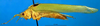 CollectionObject 1500518; c8466fbb-9028-491c-b762-6ff56b613eef: male, lateral view (syntype of Cestromoecha mundamensis). (CollectionObject).