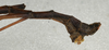 CollectionObject 1559504; NMW 497, 35b586f9-54e0-4497-9246-43a4fead3d91: copyright NMW, Vienna. male of synonym Lonchodes reductus: end of abdomen, lateral view (holotype). (CollectionObject).