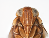 Head: !! display not done !! on Delphacodes balli Muir & Giffard, 1924: (Observation).