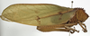 CollectionObject 1529815; 71798075-ce3e-4fd0-a3e5-4a68763bd1b8: male, lateral view (holotype). (CollectionObject).
