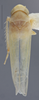 Habitus, dorsal view on Edwardsiana ariste (McAtee, 1926): Dorsal. Male. (Observation).