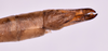 CollectionObject 1582743; 8a62fca2-6227-4fb0-b704-f0512f426914: female, ovipositor dorsal view (holotype). (CollectionObject).