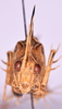 CollectionObject 1544716; 2fc0c8d5-e45b-4372-9102-30d884184b6b: male, frons (holotype). (CollectionObject).