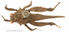 CollectionObject 1521869; OUM 686, f4621b79-b2c1-473a-a870-b1f76cd2582f: female, dorsal view (holotype). (CollectionObject).