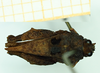 CollectionObject 1585753; 45ed60c5-c47a-475f-a777-9b22e97eda0a: female, dorsal view (syntype). (CollectionObject).