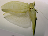 CollectionObject 1503482; MBBJ 3225978, d614d2c1-4c2f-4312-aada-fe888a0347ad: male, dorsal view. (CollectionObject).
