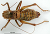 CollectionObject 1530833; 0f5eaec9-5ab1-4a97-9a8e-fcef490f5f30: male, dorsal view (allegedly syntype). (CollectionObject).