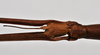 CollectionObject 1558564; 3ae685c8-f1c6-4bd0-85f7-d0b8fa72a781: copyright NTUC. female: head, dorsal view (syntype). (CollectionObject).;CollectionObject 1558565; b09dd22e-7f33-4771-b1d9-24d893a97422: copyright NTUC. female: head, dorsal view (syntype). (CollectionObject).