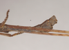 CollectionObject 1560145; NHMUK(SF IMPORT DUPLICATE) 844685, 8adfe78e-06eb-47c2-85fa-a4856868b1a1: copyright Natural History Museum, London. male: end of abdomen, lateral view (holotype). (CollectionObject).