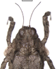 Gorochovitettix kannackiensis Storozhenko & Pushkar, 2015: Fig. 15 (reproduced with permission). female, head and pronotum, dorsal view. (Otu).