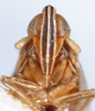 Head: !! display not done !! on Stenocranus (Codex) acutus Beamer, 1946: (Observation).