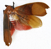Habitus, dorsal view: !! display not done !! on Scamandra moorei Lallemand, 1939: (Observation).