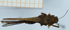CollectionObject 1506078; 464e72f9-eece-4b52-9955-829c13f06feb: male, dorsal view (lectotype). (CollectionObject).