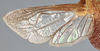 Forewing on Cyphotes bullata (Stål, 1862) now Cyphotes nodosa Burmeister, 1835: (Observation).