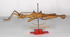 CollectionObject 1571619; 9cbf6875-3b35-4be8-8e46-d772dcb03ca1: Copyright MNCN, Madrid. Obrimus asperrimus male, lateral view (syntype). (CollectionObject).;CollectionObject 1571620; 80eb5d10-66c3-42f3-a65f-cba3849133e5: Copyright MNCN, Madrid. Obrimus asperrimus male, lateral view (syntype). (CollectionObject).