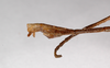CollectionObject 1557137; b9e8cfd5-2703-4de1-a0f4-5eed5fa3f775: copyright ZMB, Berlin. male: end of abdomen, lateral view (syntype). (CollectionObject).;CollectionObject 1557138; 5fc68556-22dd-4594-bd84-d4e4150cbe92: copyright ZMB, Berlin. male: end of abdomen, lateral view (syntype). (CollectionObject).