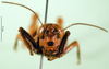 CollectionObject 1502801; 9d8b4927-82bb-4ba5-812b-5efa5c3050ae, DORSA BA000175S02: female, frontal view (paralectotype). (CollectionObject).