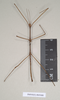 copyright Natural History Museum, London. male (holotype). Depicts CollectionObject 1561742; NHMUK(SF IMPORT DUPLICATE) 845008, fc9b17cc-94ea-4e9b-a418-45edf38a4f23, a CollectionObject.