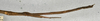CollectionObject 1584651; 719b069c-a0b6-42ac-a217-ea6dca05be78: copyright NMW, Vienna. female juv.: abdomen, lateral view of synonym Carausius serratus (paralectotype). (CollectionObject).