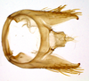 Pygofer, dorsal view on Carapona vulta (DeLong & Freytag, 1975): Male [DZRJ]: pygofer, valve and anal tube, dorsal view. (Observation).